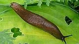 mördarsnigel