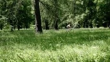 Engelska parken.