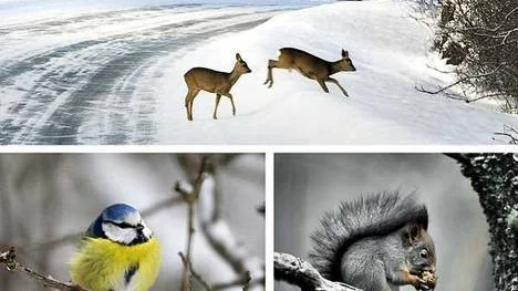 Vintern är inte så farligt för djuren så länge den inte är alltför sträng. Snön är bra för många djur.