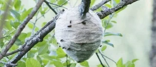 Värsta getingsommaren