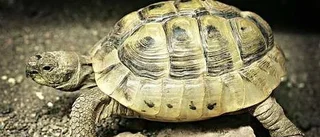 Söta, söliga sköldisar