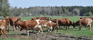 Väddikakorna fick komma ut i värmen