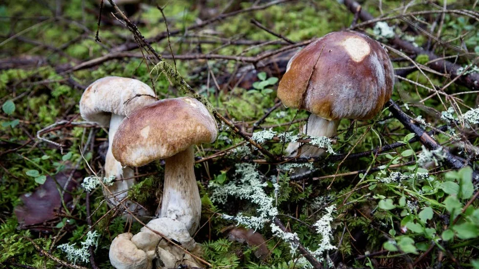 "Ingen arbetslöshet finns att tala om, rekryteringsbolag poppar upp som svamp i Hortlaxskogarna", skriver Li Skarin. (Arkivbild)