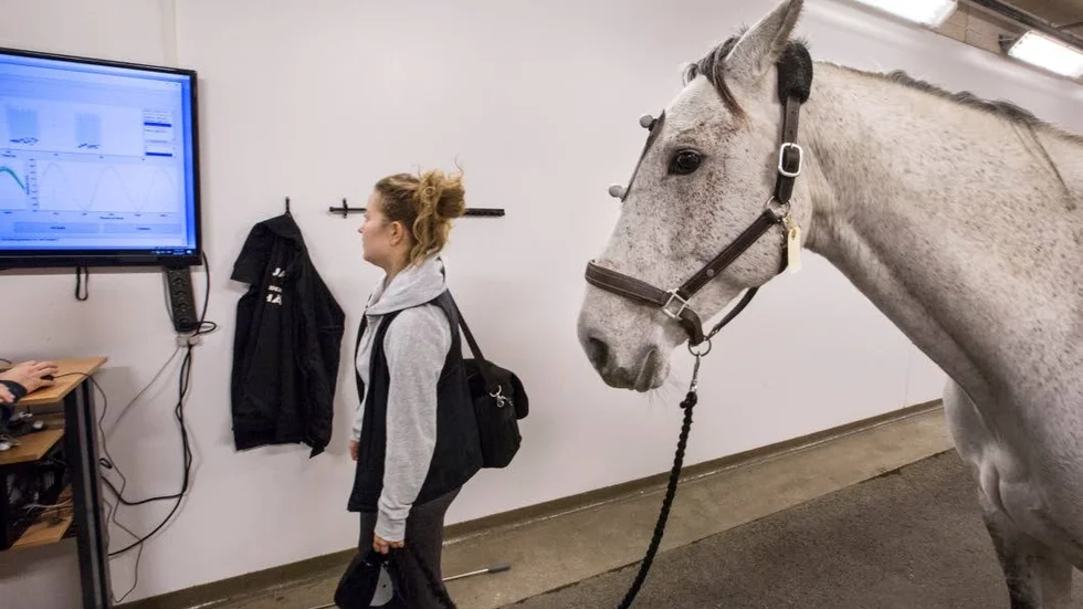 Hästjobb. I en sal undersöks var en häst har sin hälta. Samtidigt pågår undervisning av veterinärstudenter, som är med och genomför undersökningen tillsammans med sjukhusets personal.