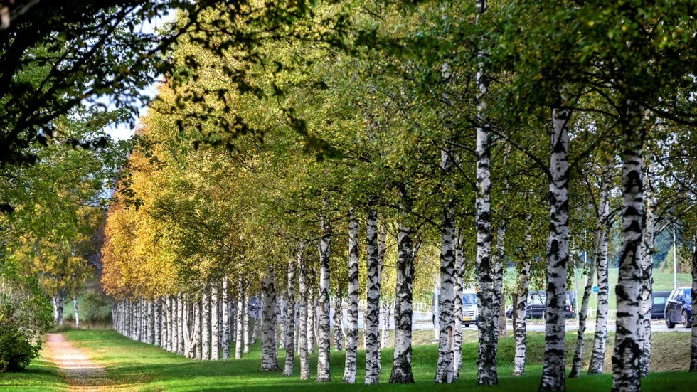 Träd. Björkarna längst bort i allén är inplanterade från Norrland och har börjat gulna. Björkarna från södra Sverige, som syns närmare på bilden, har sin grönska kvar. Allén är en del av den genetiska trädgården och finns nära Ultuna, cirka 4 kilometer söder om Uppsala.