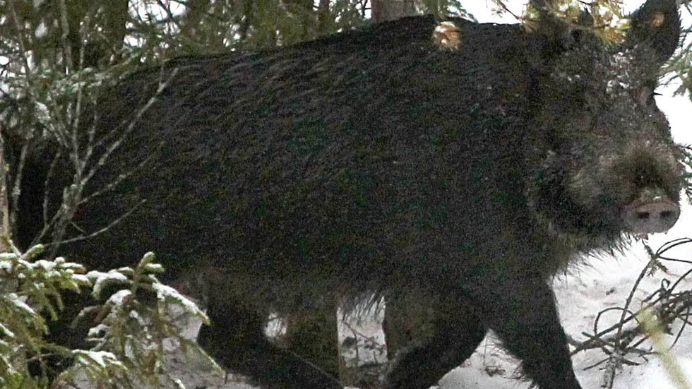 Vildsvin. Liknande djur söks vid Gånstaspåret.