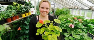En historisk doft av pelargoner