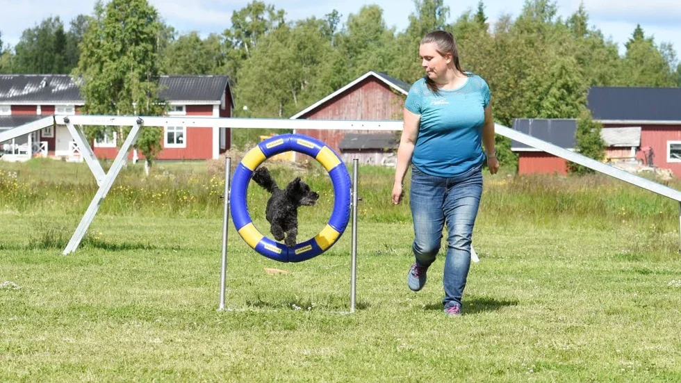 Ordförande i föreningen Henna Valto och hennes hund Proxy genomför ett träningspass i Bensbyn.