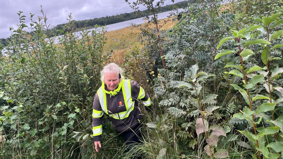 Anneli Lindbäck visar att träden försetts med ekoplugg och där efter dött.