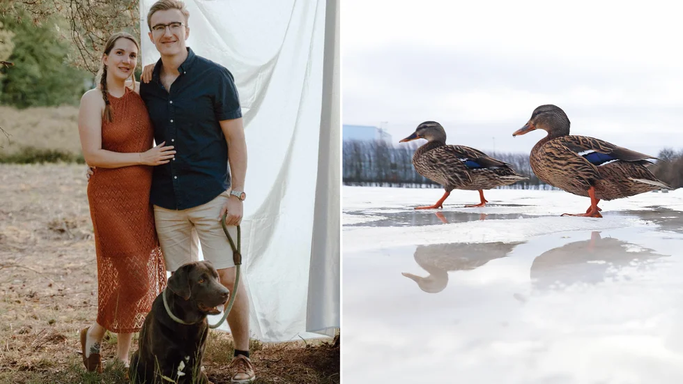 Laura Willox med sambo Emiel Oldenkamp och hund brukar träffa på änder under sina promenader nära Gripsholms slott. Men i söndags blev mötet något alldeles extra.