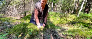 Vi tar hjälp av Anne-Christine: Så hittar du skogens gula guld