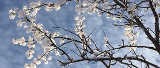 Dagens läsarbild: Snöblommor