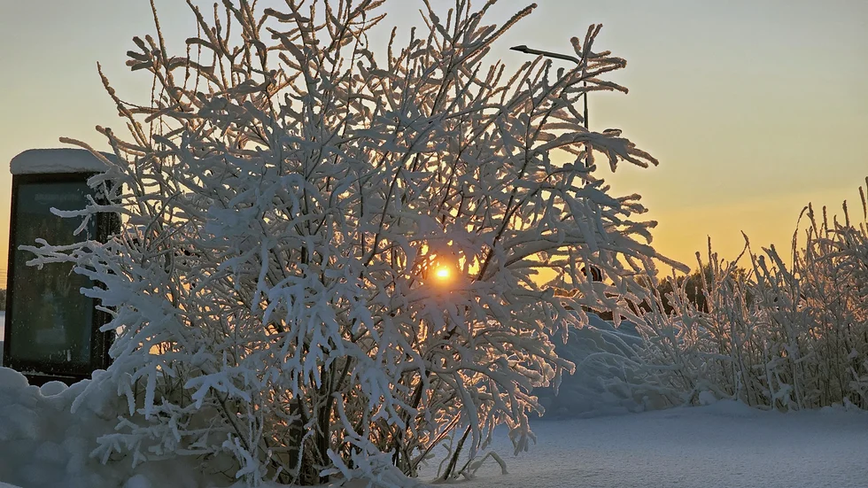 Solen visar sig. "Boden den 10 februari, det är inte ofta solen visar sig så de gäller att fånga den när den visar sig om ändock bakom en krispig minus 22-gradig buske", skriver Anki Flygare-Nilsson. Har du en bild du vill dela med dig av? Mejla den till familj@kuriren.com. Ange dina kontaktuppgifter samt berätta lite om bilden.                     