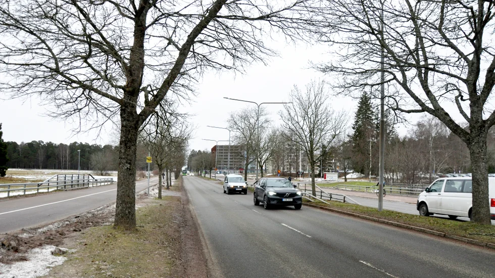 Allén längs Dag Hammarskjölds väg är den första som kommer att sågas ner.