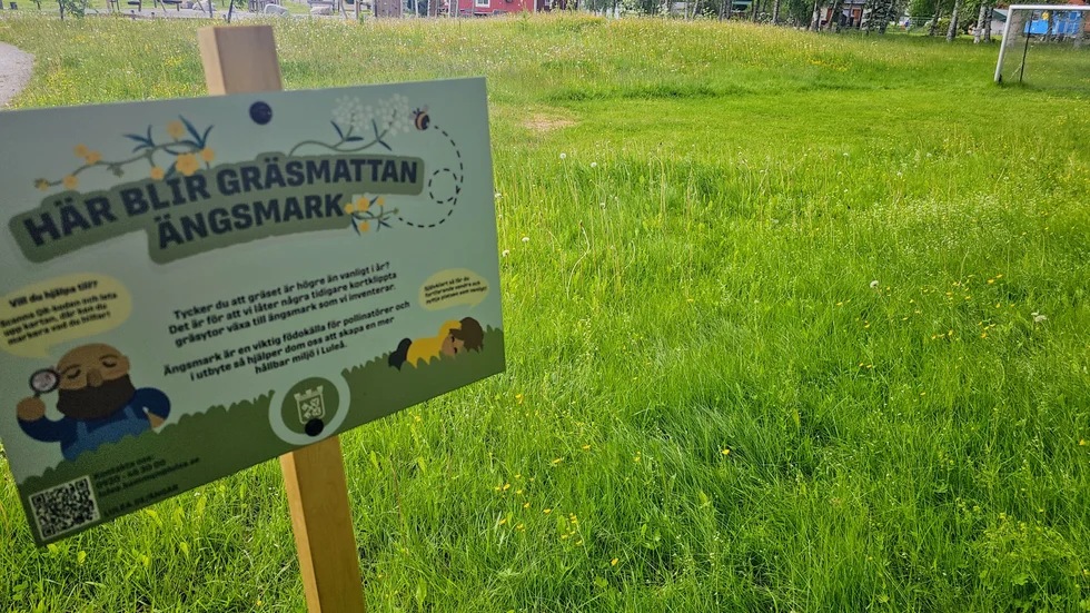 Här blir gräsmattan ängsmark, är Luleå kommuns besked på många områden.