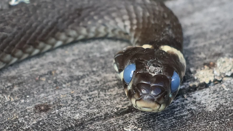 Snoken ser dåligt när den ömsar skinn. Per Lindroth kunde komma mycket nära ormen när han fotograferade.
