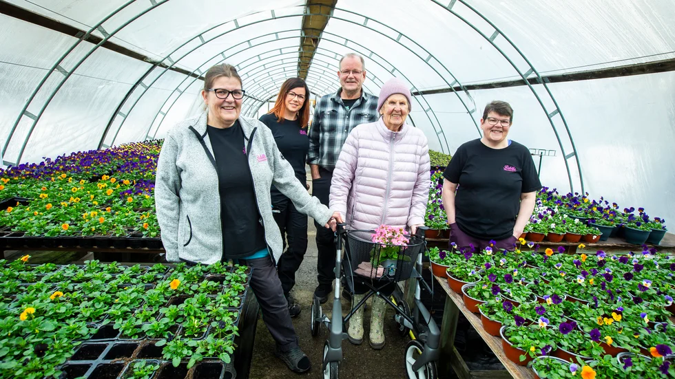 Rutviks handelsträdgård firar 80-års jubileum i år, från vänster: Åsa Stenlund, Maria Sundberg, Stefan Enström, Margit Enström och Lena Sundberg i ett av de sex växthus omgiven av penséer.