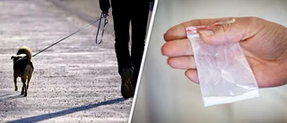 Udda förklaringen: Hittade knarket under hundpromenad