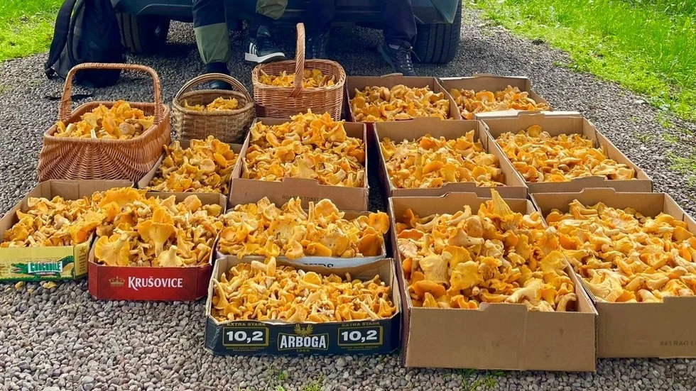 Bilder på en del av den stora fångsten av skogens guld. 