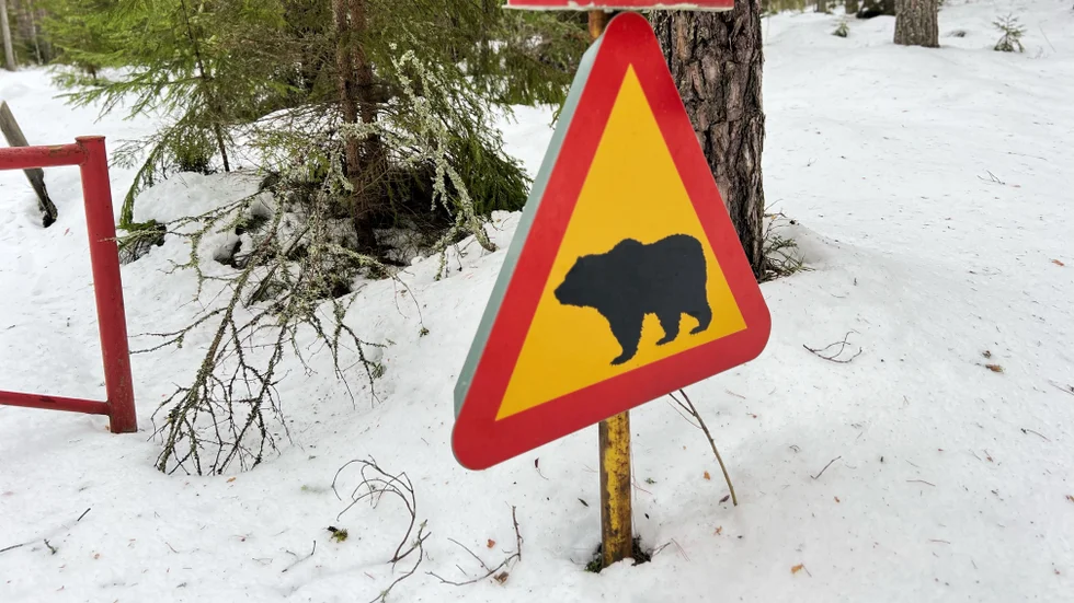 Trafikskylten som varnar för björn i Tjällmoskogarna.  