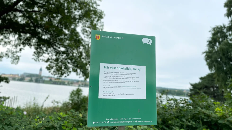 Strängnäs kommun har ordnat skyltar som ska uppmärksamma om parksliden som spridit sig. 