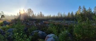 Läsarbilden: I älgskogen      