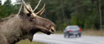 Akta! Bromsa! Älgen! Kolla!