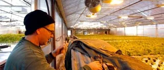 52 graders skillnad i Lärbro