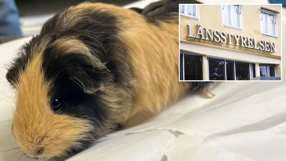 Länsstyrelsen kan omhänderta djur som riskerar att fara illa.