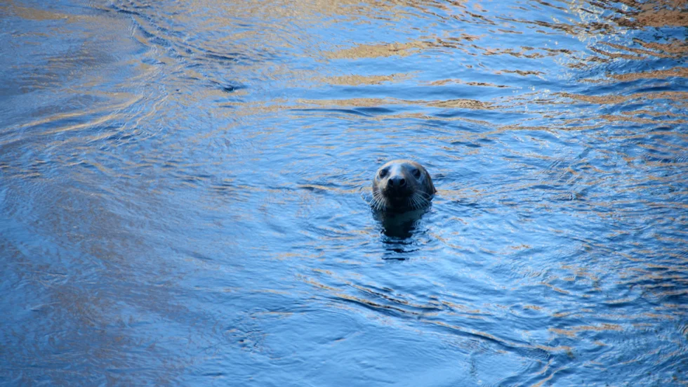Under fredagen dök plötsligt en säl upp i Motala ström – och åt fisk. Bilden är tagen i ett annat sammanhang. Se Cecilias video på sälen i strömmen nedan.