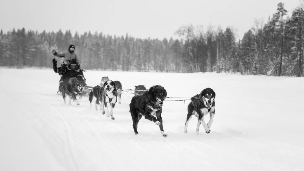 Länsstyrelsen Norrbotten kommer under vintern kontrollera hur draghundsföretagen följer djurskyddslagen (arkivbild).