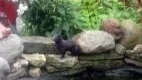 Mätt mink. Bilden togs efter att en mink kalasat på guldfisk och karp i en trädgård i Klintehamn nyligen. Foto: Privat