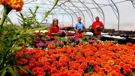 Palett. I växthuset på Skarphäll lyser blommors alla färger. Linda Blomberg, Sune Melander och Tony Pettersson planterar just nu ut årets sommarblommor. FOTO: HENRIK RADHE