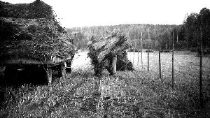 Historiskt. Hampa skördas på Ogestad gård i mitten av 1940-talet.