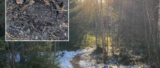 Björnspår i Boviken – Maria kände sig inte ensam i skogen