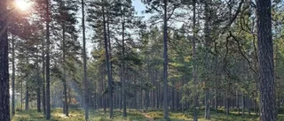 Sveaskog ska avverka på 70 hektar av kommunens mark 