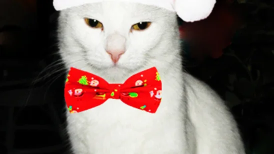 Julfin kisse.