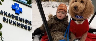 Glädjedag för Vincent, 5: Hundarna är tillbaka 