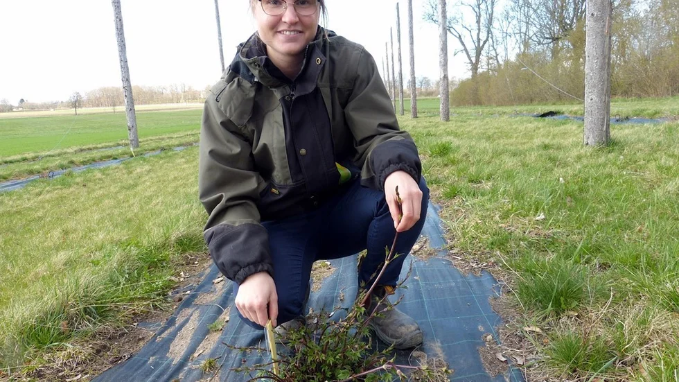 Hushållningssällskapet har 120 plantor humle på 0,3 hektar. Här visar Agnes Jonsson en spirande humleplanta av sorten Swe 25. Foto: Leif Larsson