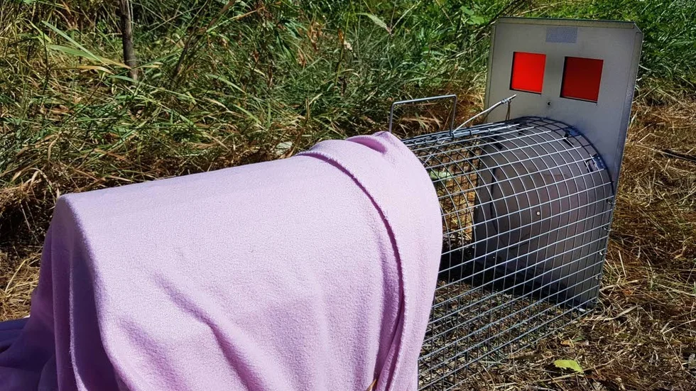 En av fällorna som användes vid letandet.