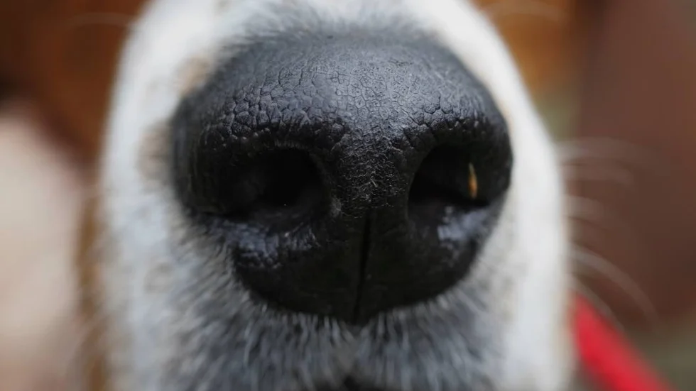 En hund fylld med vårkänslor kan överraskas av en minst lika vårrusig huggorm.