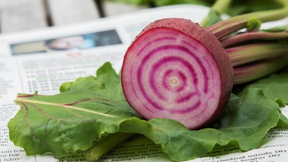 Den polkagrisrandiga betan chioggia går att skörda tidigare än de flesta andra betor.