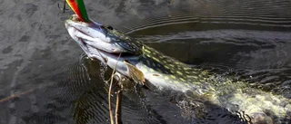 Låt inte gädda ta över i Mittitjärn