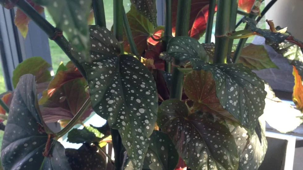 Prickbegonia?