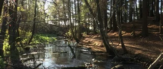 Morgonljus vid ån vann tävlingen