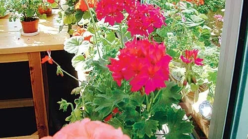 Pelargonmångfald. Följ med till Viola Anderssons härliga samling av den folkkära pelargonen. En blomma som kan ha många ansikten.