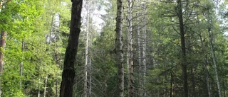 Varnar för skogsmaskiner i Hallaholm
