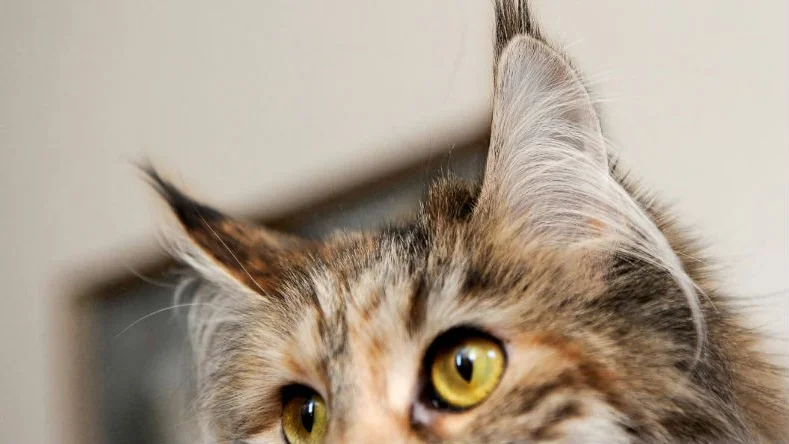 Polisen har fått in en anmälan om djurplågeri. (Katten på bilden har inget med texten att göra).