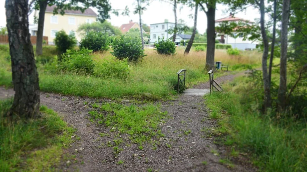 Grusgångarna i Kungsparken har börjat att växa igen.