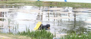 Sökandet efter Victor: Hund markerade i damm